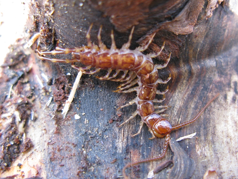 trattasi di eurolybothrus fasciatus?